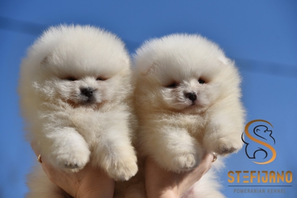 Ogłoszenie - Pomeranian BOO „misie”, szczenięta szpica pomerańskiego. Zdjęcie 2