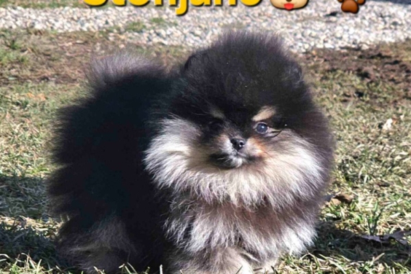 Ogłoszenie - Pomeranian BOO „misie”, szczenięta szpica pomerańskiego. Zdjęcie 4