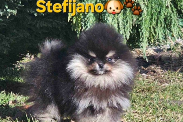 Ogłoszenie - Pomeranian BOO „misie”, szczenięta szpica pomerańskiego. Zdjęcie 5