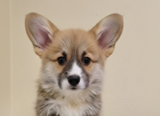 Ogłoszenie - Welsh Corgi Pembroke – Piękne szczenięta. Zdjęcie 1