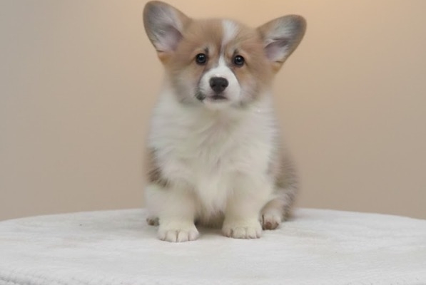 Ogłoszenie - Welsh Corgi Pembroke – Piękne szczenięta. Zdjęcie 2