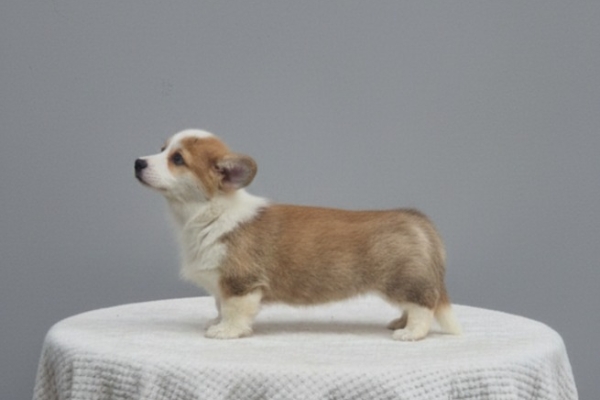 Ogłoszenie - Welsh Corgi Pembroke – Piękne szczenięta. Zdjęcie 5