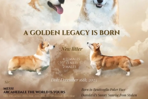 Ogłoszenie - Welsh Corgi Pembroke – Piękne szczenięta. Zdjęcie 7