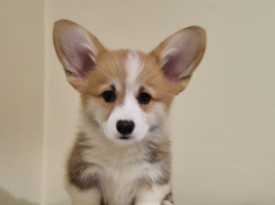 Ogłoszenie - Welsh Corgi Pembroke – Piękne szczenięta. Zdjęcie 3