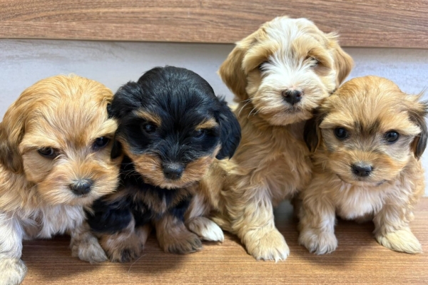 Ogłoszenie - Hawański Bichon – piękne szczenięta. Zdjęcie 7