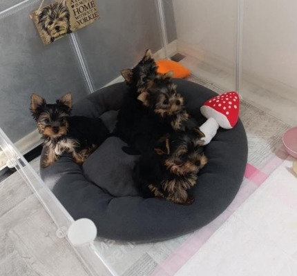 Ogłoszenie - Yorkshire Terrier – Piękne szczenięta. Zdjęcie 2