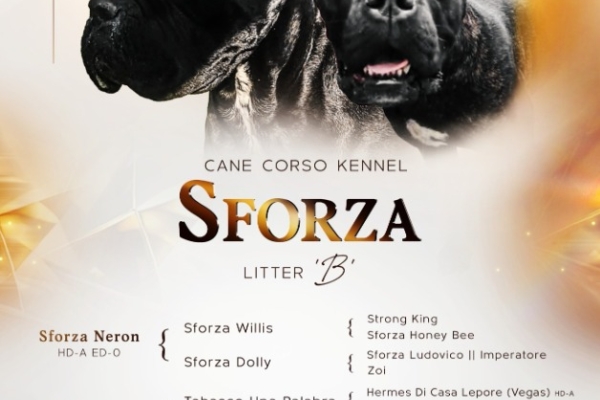 Ogłoszenie - Cane Corso – szczenięta na sprzedaż. Zdjęcie 4