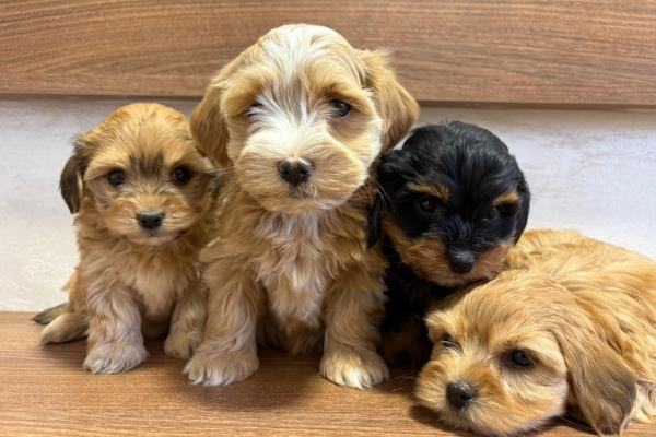 Ogłoszenie - Hawański Bichon – piękne szczenięta. Zdjęcie 5