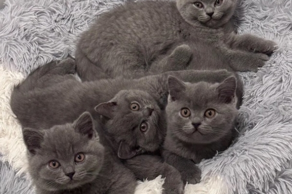 Ogłoszenie - Przepiękne kocięta rasy brytyjskiej krótkowłosej. Zdjęcie 1