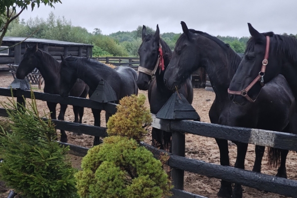 Ogłoszenie - Wyjątkowa edukacja dla dzieci z udziałem koni – zobacz naszą inicjatywę. Zdjęcie 7
