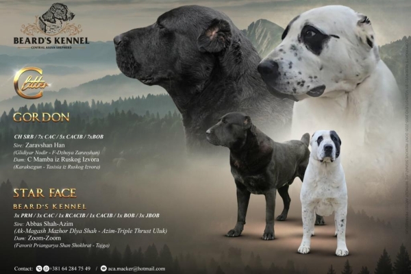 Ogłoszenie - Owczarek środkowoazjatycki – szczenięta. Zdjęcie 1