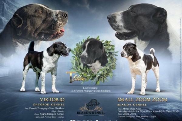 Ogłoszenie - Owczarek środkowoazjatycki – szczenięta. Zdjęcie 2