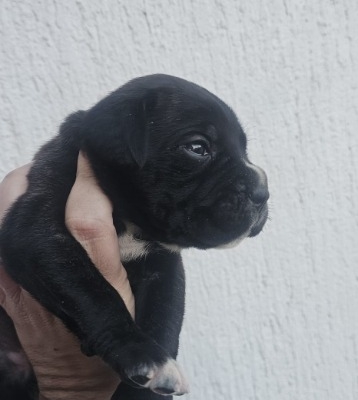 Ogłoszenie - Cane Corso – szczenięta na sprzedaż. Zdjęcie 3