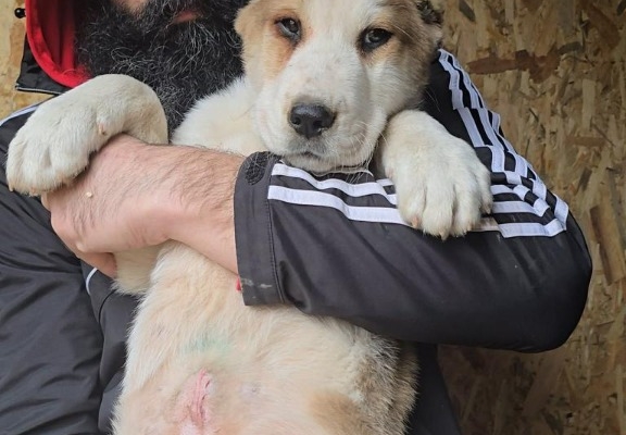 Ogłoszenie - Owczarek środkowoazjatycki – szczenięta. Zdjęcie 3