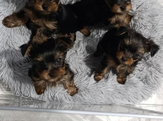 Ogłoszenie - Yorkshire Terrier – Piękne szczenięta. Zdjęcie 1