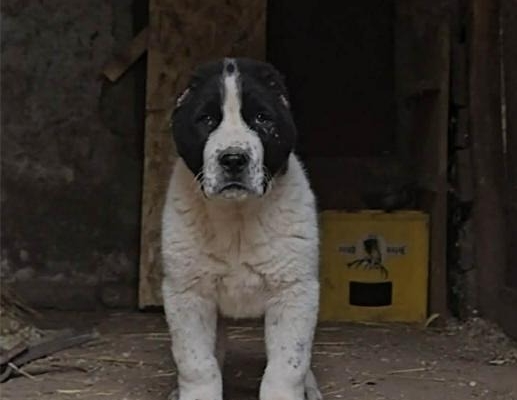 Ogłoszenie - Owczarek środkowoazjatycki – szczenięta. Zdjęcie 4