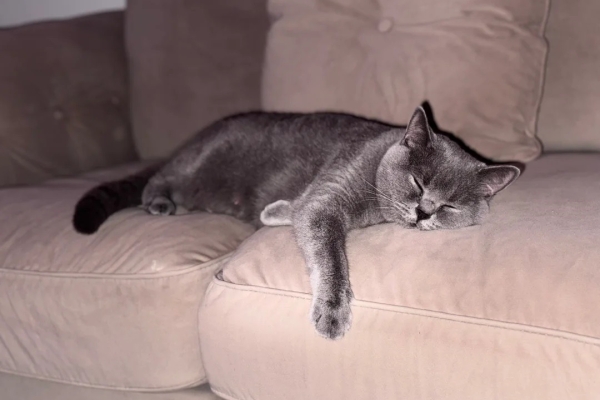 Ogłoszenie - Przepiękne kocięta rasy brytyjskiej krótkowłosej. Zdjęcie 5