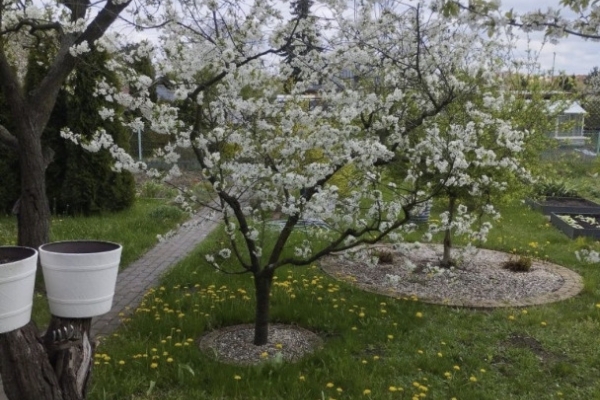 Ogłoszenie - Działka Rekreacyjna (300 m2) ul. Norwida ALTANKA (Kluczbork). Zdjęcie 2