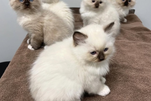 Ogłoszenie - Kocięta ragdoll. Zdjęcie 1