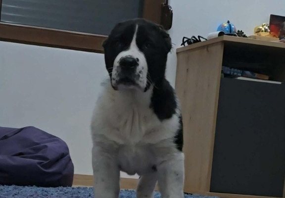 Ogłoszenie - Owczarek środkowoazjatycki – szczenięta. Zdjęcie 7