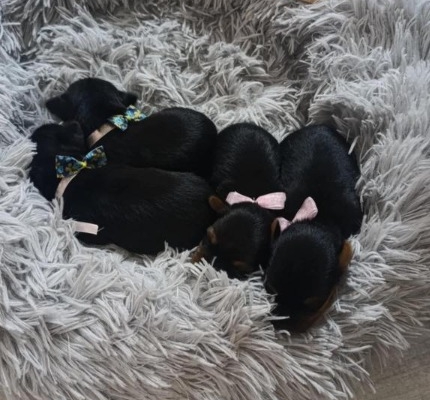 Ogłoszenie - Yorkshire Terrier – Piękne szczenięta. Zdjęcie 10