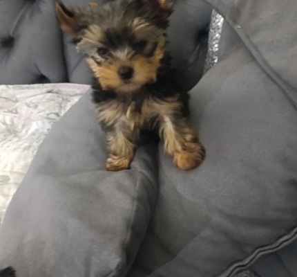 Ogłoszenie - Yorkshire Terrier – Piękne szczenięta. Zdjęcie 3