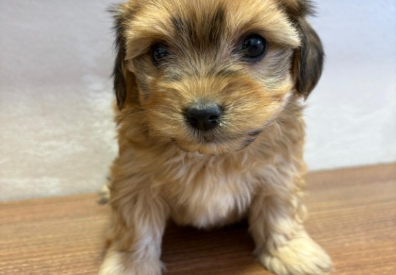 Ogłoszenie - Hawański Bichon – piękne szczenięta. Zdjęcie 1