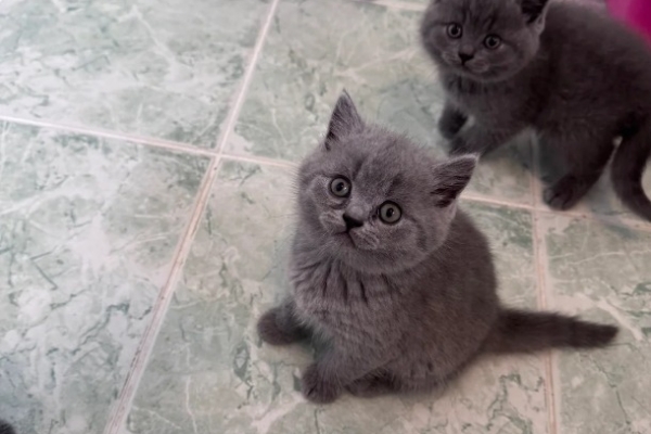 Ogłoszenie - Przepiękne kocięta rasy brytyjskiej krótkowłosej. Zdjęcie 3