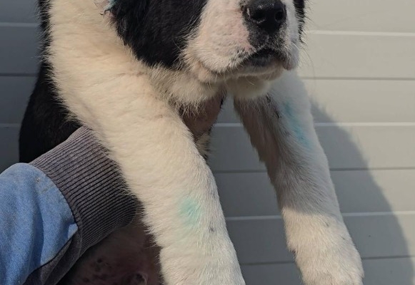 Ogłoszenie - Owczarek środkowoazjatycki – szczenięta. Zdjęcie 8