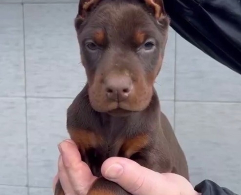 Ogłoszenie - Doberman – szczenięta na sprzedaż. Zdjęcie 1