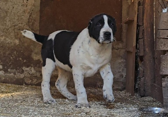 Ogłoszenie - Owczarek środkowoazjatycki – szczenięta. Zdjęcie 9