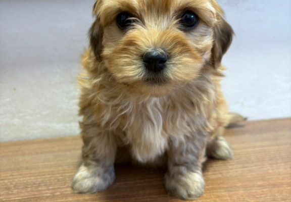 Ogłoszenie - Hawański Bichon – piękne szczenięta. Zdjęcie 6