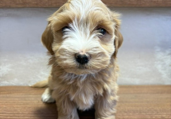 Ogłoszenie - Hawański Bichon – piękne szczenięta. Zdjęcie 2