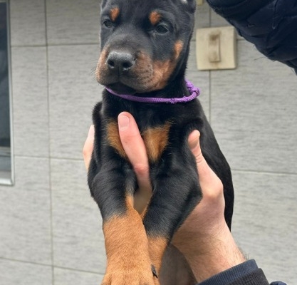 Ogłoszenie - Doberman – szczenięta na sprzedaż. Zdjęcie 3