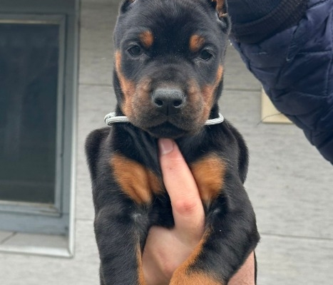 Ogłoszenie - Doberman – szczenięta na sprzedaż. Zdjęcie 5