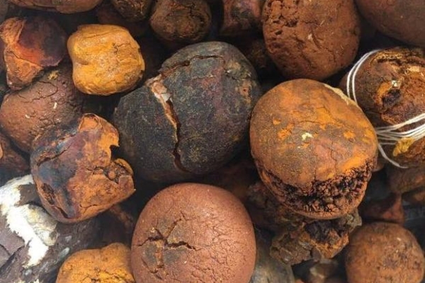 Ogłoszenie - Buy cow /Ox Gallstone Available On Stock Now @ (WhatsApp: +237673528224). Zdjęcie 1