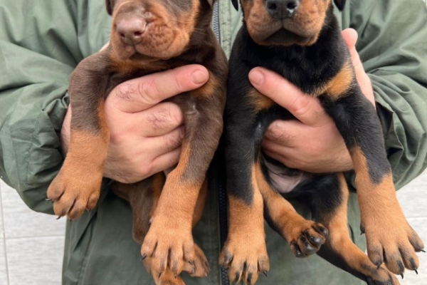 Ogłoszenie - Doberman – szczenięta na sprzedaż. Zdjęcie 6