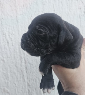 Ogłoszenie - Cane Corso – szczenięta na sprzedaż. Zdjęcie 2