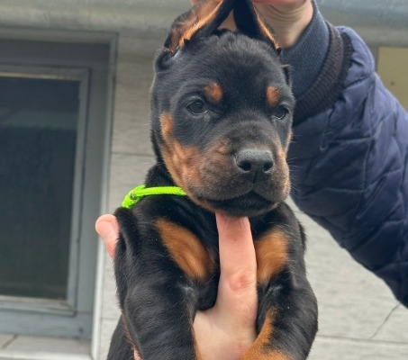 Ogłoszenie - Doberman – szczenięta na sprzedaż. Zdjęcie 2