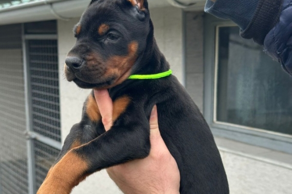 Ogłoszenie - Doberman – szczenięta na sprzedaż. Zdjęcie 9