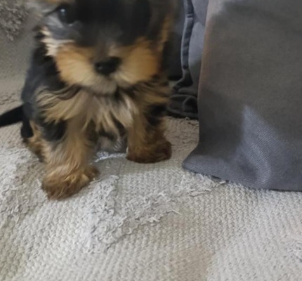Ogłoszenie - Yorkshire Terrier – Piękne szczenięta. Zdjęcie 5