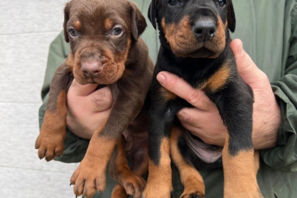 Ogłoszenie - Doberman – szczenięta na sprzedaż. Zdjęcie 8