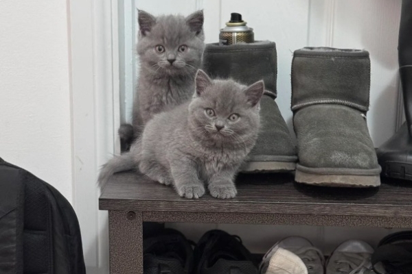 Ogłoszenie - Przepiękne kocięta rasy brytyjskiej krótkowłosej. Zdjęcie 4