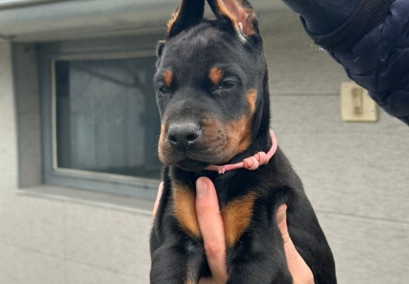 Ogłoszenie - Doberman – szczenięta na sprzedaż. Zdjęcie 4