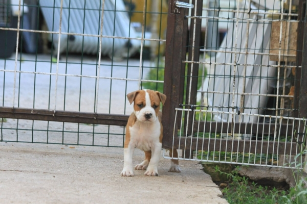 Ogłoszenie - American Staffordshire Terrier – szczenięta. Zdjęcie 7