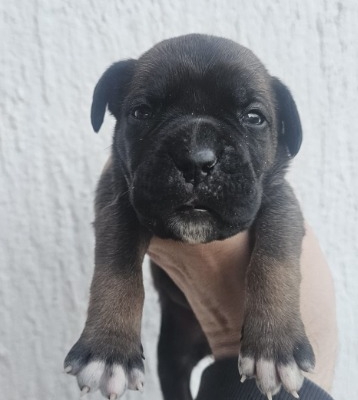 Ogłoszenie - Cane Corso – szczenięta na sprzedaż. Zdjęcie 5
