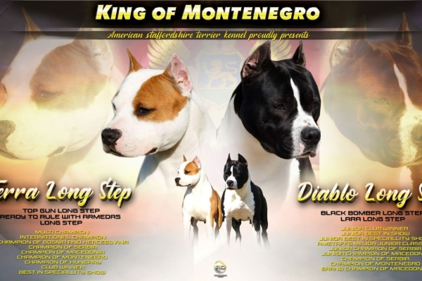 Ogłoszenie - American Staffordshire Terrier – szczenięta. Zdjęcie 5