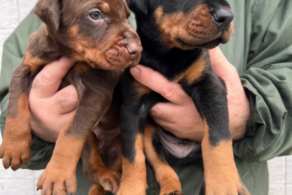 Ogłoszenie - Doberman – szczenięta na sprzedaż. Zdjęcie 10