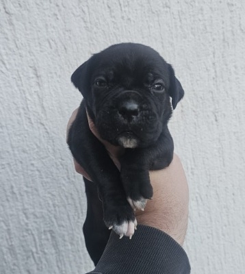Ogłoszenie - Cane Corso – szczenięta na sprzedaż. Zdjęcie 6