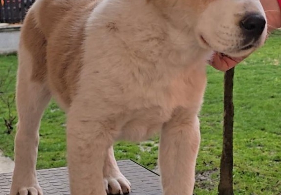 Ogłoszenie - Owczarek środkowoazjatycki – szczenięta. Zdjęcie 6